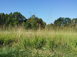 Molinia arundinacea