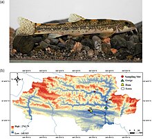 The Qinghai-Tibetan Plateau fish Triplophysa bleekeri