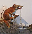 Mock taxidermy of a rhinograde (Rhinogradentia) at the Musée zoologique de la ville de Strasbourg. (fictitious animal devised by a fictitious naturalist, Harald Stümpke)