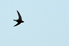 Description de l'image Needletail Andamans.JPG.