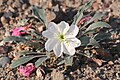 Gumbo Evening Primrose