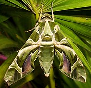 Daphnis nerii (Sphingidae, Macroglossinae)