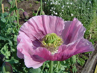 Fleur de pavot somnifère, ou « œillette » (Papaver somniferum), à Chatsworth House (Royaume-Uni). (définition réelle 2 048 × 1 536*)