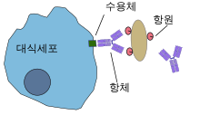 A cartoon: The macrophage is depicted as a distorted solid circle. On the surface of the circle is a small y-shaped figure that is connected to a solid rectangle that depicts a bacterium.