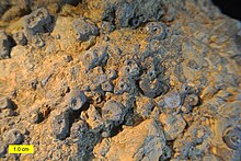 Eocrinoid holdfasts (Middle Ordovician, Utah)