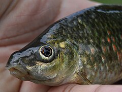 Osteochilus vittatus