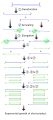 illustration of four PCR cycles
