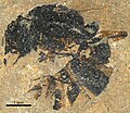 P. eocenica fossil