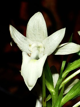 Pecteilis hawkesiana