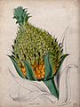 Pineapple (Ananas comosus)