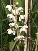 White little bell-shaped flowers.