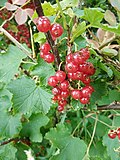 fruits and foliage