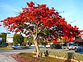 Royal Poinciana tree in full bloom in the Florida Keys.