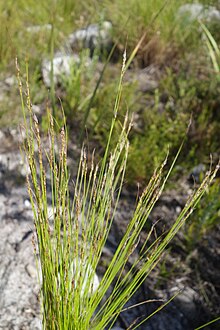 Flowering heads