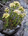 Sempervivum grandiflorum