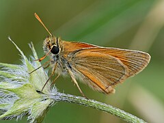 Thymelicus sylvestris (Cantabria, Espagne).