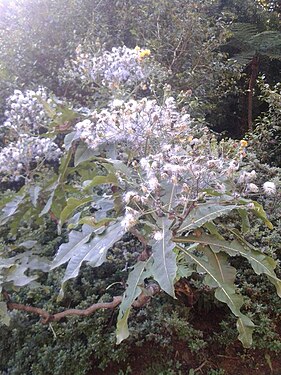 Infructescence.