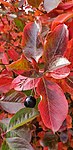 Svart aronia (A. melanocarpa) i höstfärger.