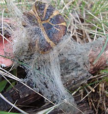 Decomposing bolete with gray hyphae of Syzygites megalocarpus growing from it.