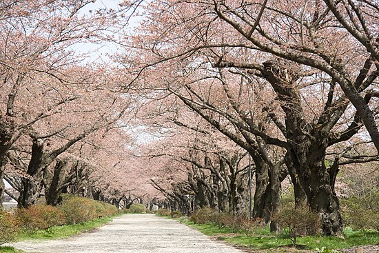 Allée bordée de cerisiers en fleur au Parc Tenshochi à Kitakami, Iwate, Japon