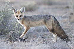 Adulto alimentando-se de uma galinha-d'angola no Parque Nacional de Etosha