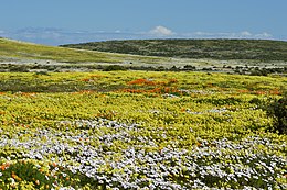 A large field of yellow blooming Oxalis pes-caprae during a spring bloom in its indigenous habitat on the west coast of South Africa. Other native flowing species such as the white coloured Dimorphotheca pluvialis and orange coloured Arctotis hirsuta can be seen blooming alongside it. The photograph is illustrative of the large seasonal fields that the plant has evolved to flower in.