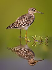 The wood sandpiper (Tringa glareola) is a small wader at Bangabandhu Sheikh Mujib Safari Park Foto di Abdul Momin