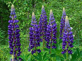 Lupinus texensis