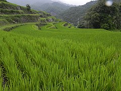 位於小豆島中央，會在夏季舉行送蟲祭典的中山千枚田是作品取景地之一[17]。