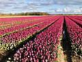 Tulip field