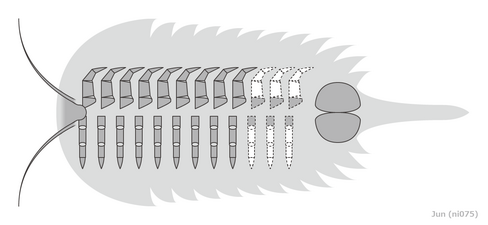 aglaspidid (ventral) 光楯類（腹面）