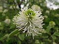 Pikkuhöyhenpensaan (Fothergilla gardenii) kukinto