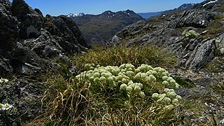 A. congesta growing in an alpine area of Mount Aspiring National Park