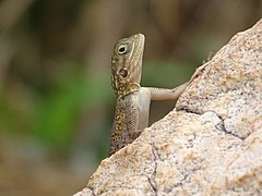 Agama agama près de la rivière Pendjari au Bénin. Aout 2020.