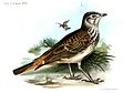 Rufous-rumped lark (Pinarocorys erythropygia)#