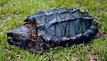 Macroclemys temminckii (Chelydridae)