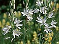 la Phalangère à fleur de lis (Anthericum liliago).