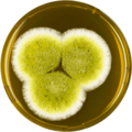 Aspergillus caelatus growing on MEAOX plate