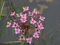 Inflorescence.