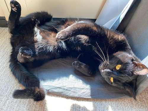 A black cat's belly, lit by sunlight through a window.