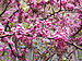 Cercis chinensis