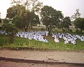 Image 21Branhamist worshippers in Kinshasa (from Culture of the Democratic Republic of the Congo)