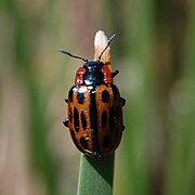 Chrysomela confluens.