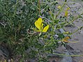 Cleome foliosa, from arid region in Namibia