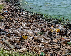 פסולת המזהמת את חופי אגם מאראקאיבו בוונצואלה.