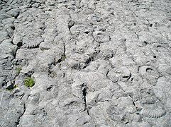 Dalle à ammonites.