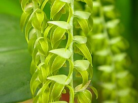 Dendrochilum magnum