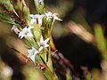 Flowers of Dracophyllum lessonianum