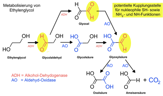 Metabolismus von Ethylenglycol