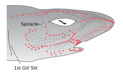 The electroreceptive ampullae of Lorenzini (red dots) evolved from the mechanosensory lateral line organs (gray lines) of early vertebrates.